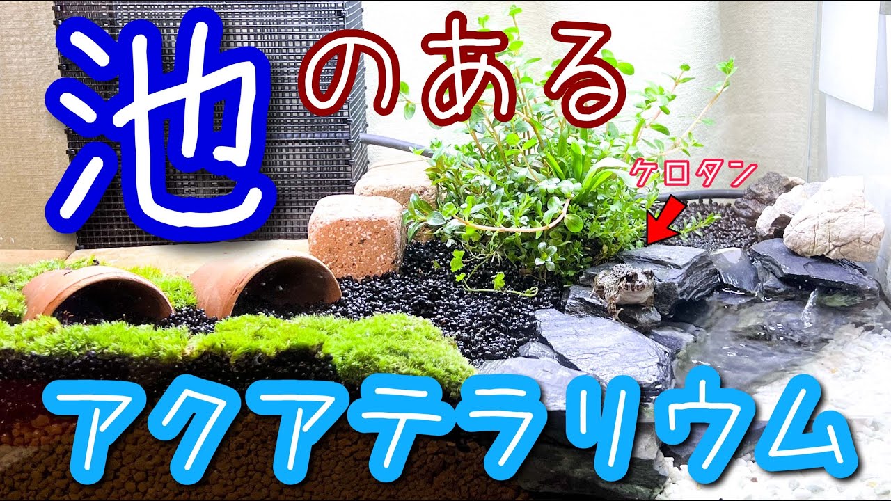 2022年度版ケロリウム立ち上げ！底面フィルターでヌマガエルのアクアテラリウム。（リセット後半）
