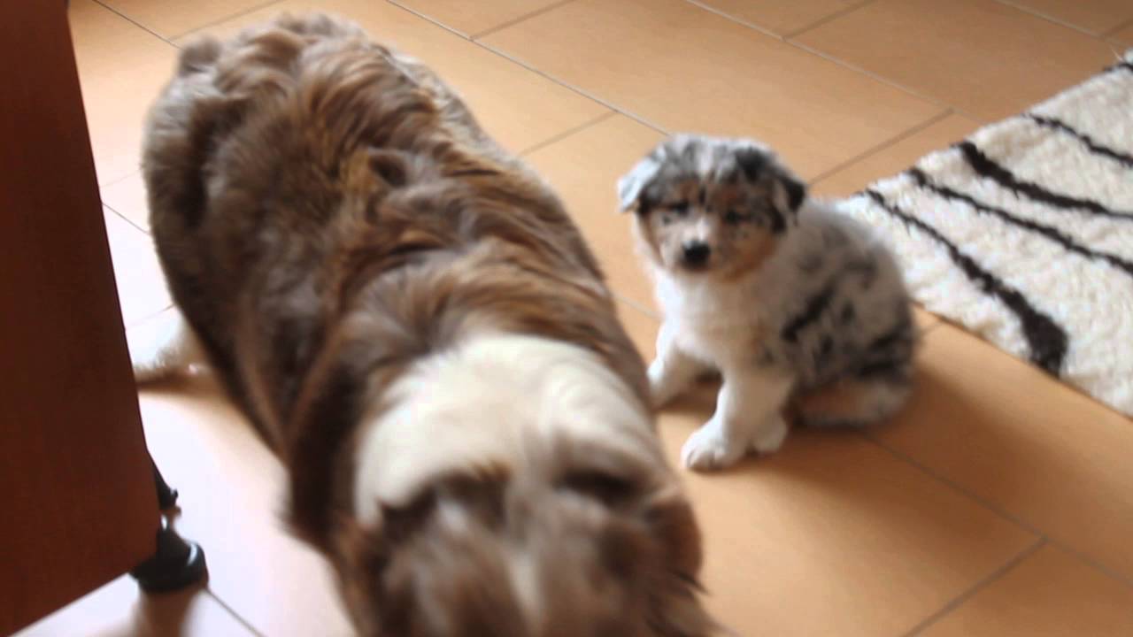 Chiots Berger Australien 7 semaines