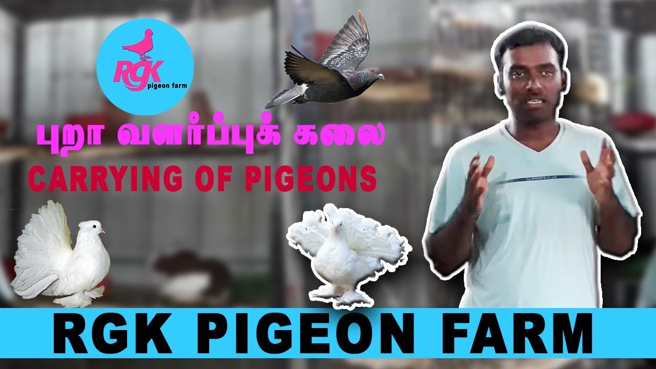 How to cure PARAMYXO VIRUS in Pigeon.    தலை திருக்கு  வந்த புறாவை காப்பாற்றுவது எப்படி