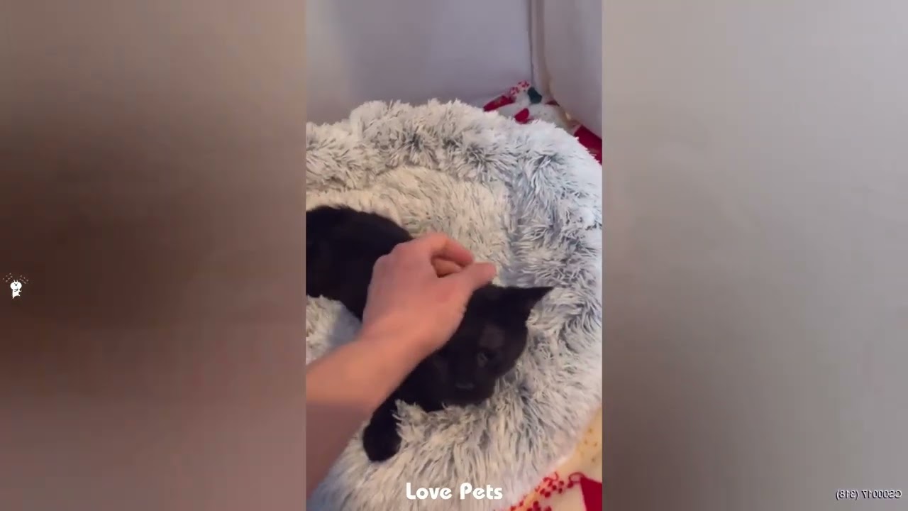 Funniest Cats and Dogs Clips 2026🐱🐶Try Not To Laugh🤣 Part 1