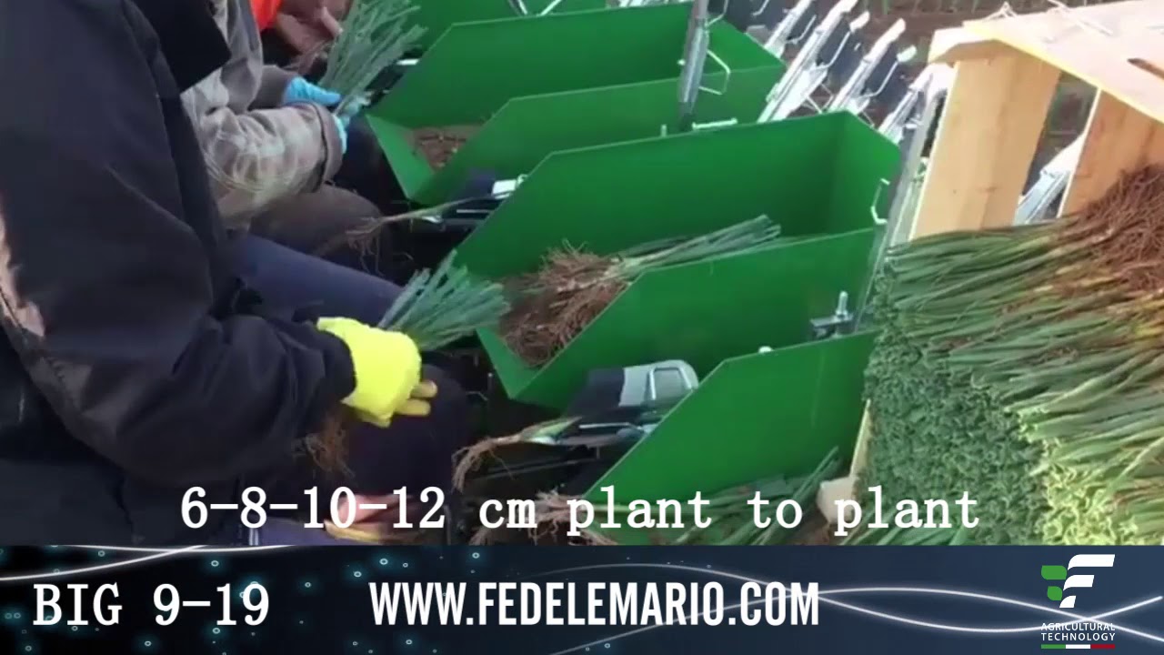 Trapiantatrice  a pinze BIG 9-19 - Porri-  FEDELE finger transplanter -leek-