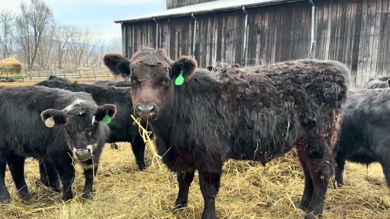 Sites cattle 2