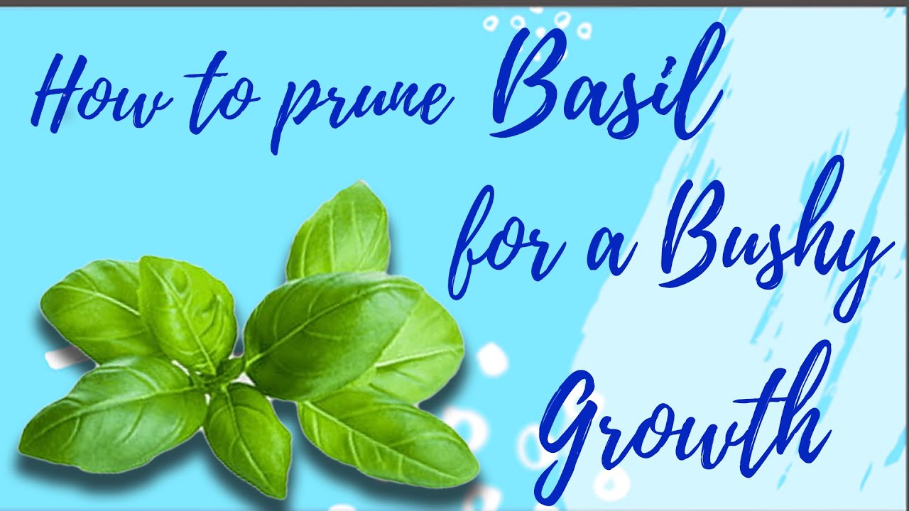 How to prune Basil for a Bushy Growth