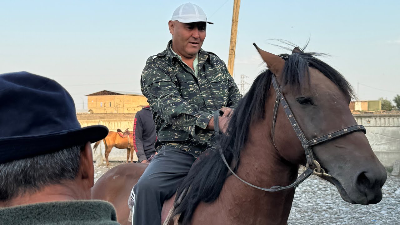Эл Кабар Ак-Бата мал базары арзан Экен.