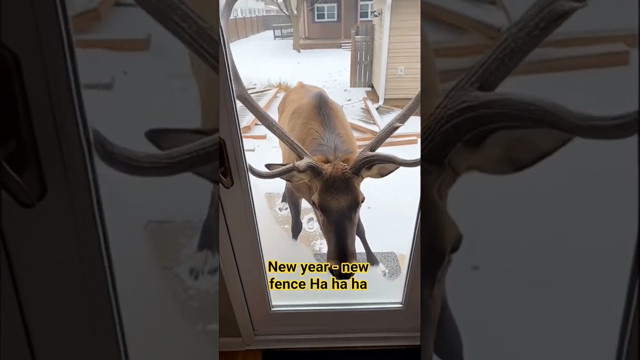 Curious reindeer 