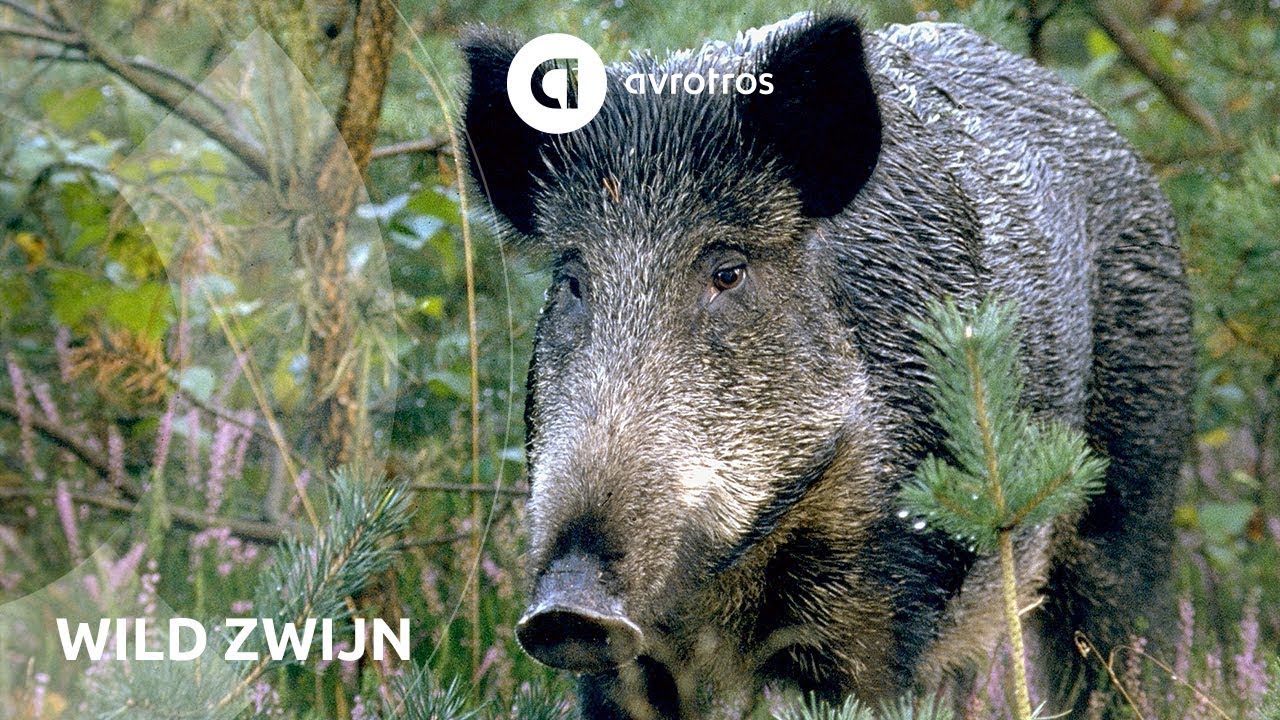Wild in Nederland: wild zwijn