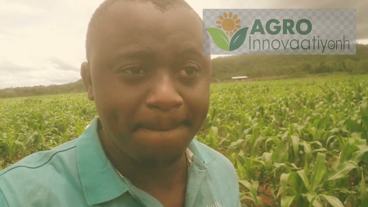 🌽 Maïs Hybride Komsaya au Burkina Faso: pousser les limites du possible ! 🌽