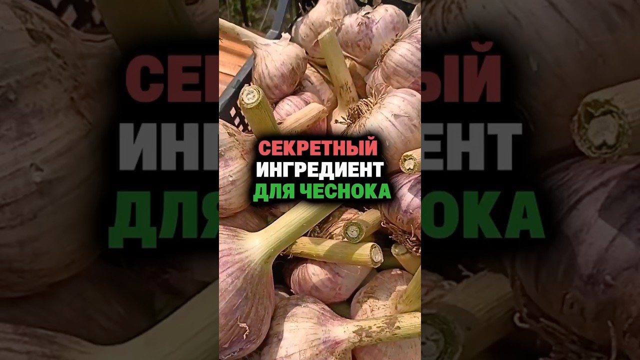 Секретный ингредиент для чеснока #чеснок  #посадка  #посев  #огород  #урожай  #удобрение  #подкормка
