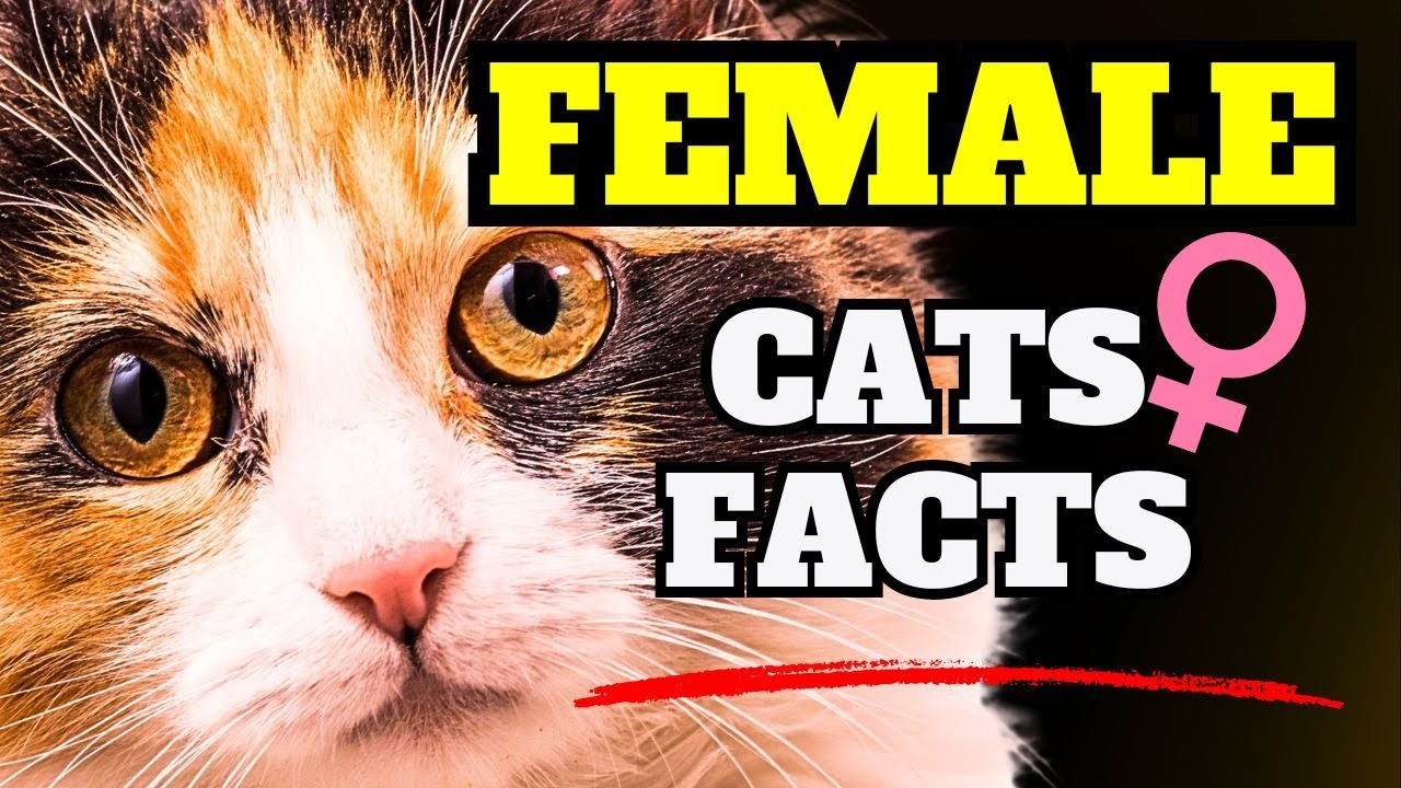 12 SHOCKING facts you didn't know about FEMALE cats