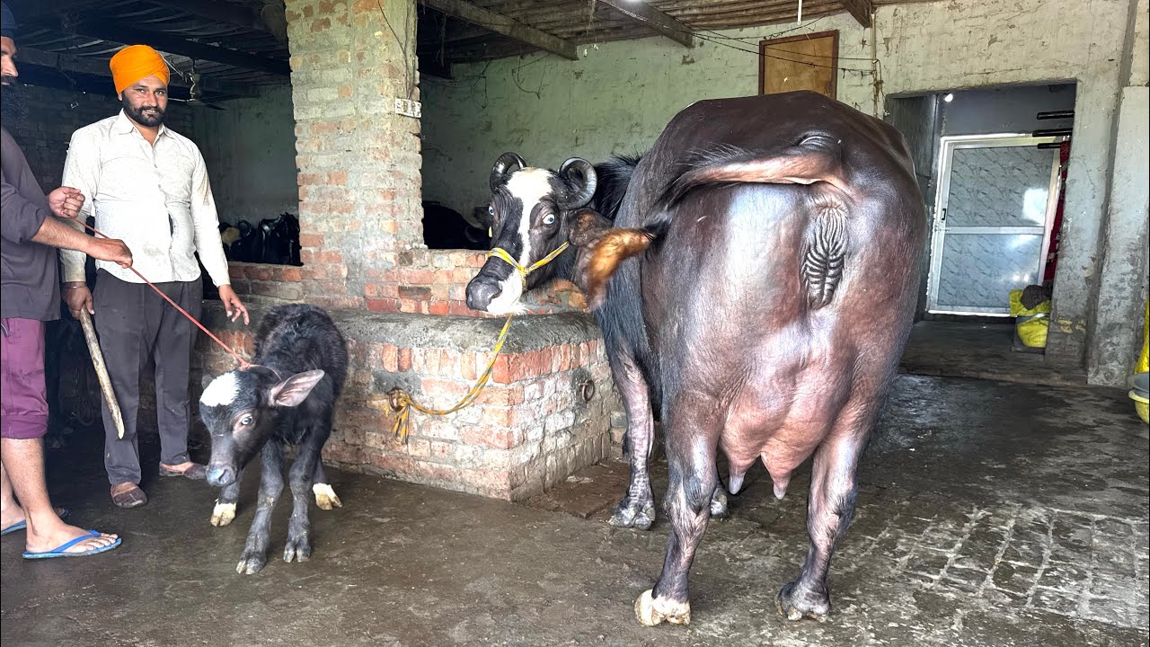 17 March 2026 88721=73029👈  5=6 ਝੋਟੀਆ ਵਿਕਾਉ ਬਹੁਤ ਸੋਹਣੀਆ ਦੁੱਧ 18=20+ ਦੁੱਧ ਵਾਲੀਆ 