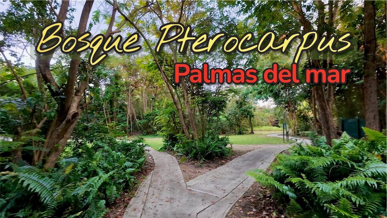Bosque Pterocarpus En Palmas Del Mar - Humacao PR | En Ruta 🇵🇷