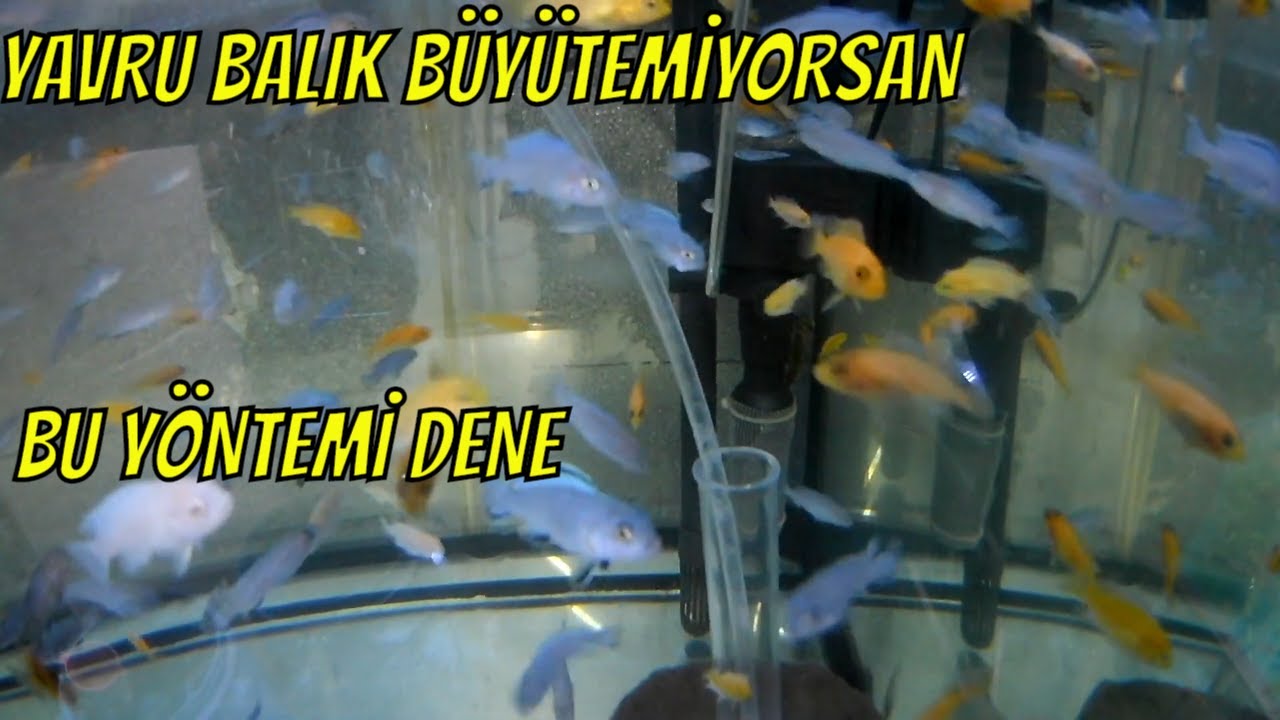 EKSTRA YAVRU BALIK BÜYÜTME YÖNTEMİ,yavru ciklet hızlı büyütme