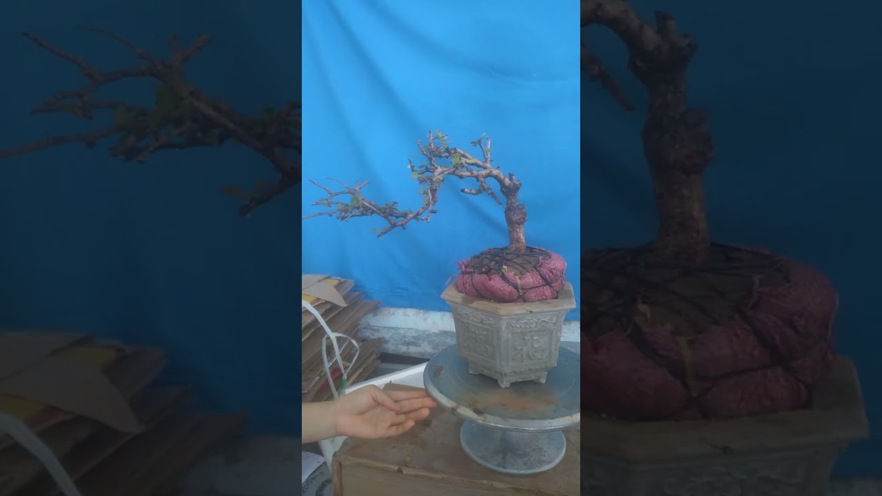 (đã gl)...Ms662. Trà phúc kiến. gl ae giá. 100k. Lh 0937 217 418. phụng