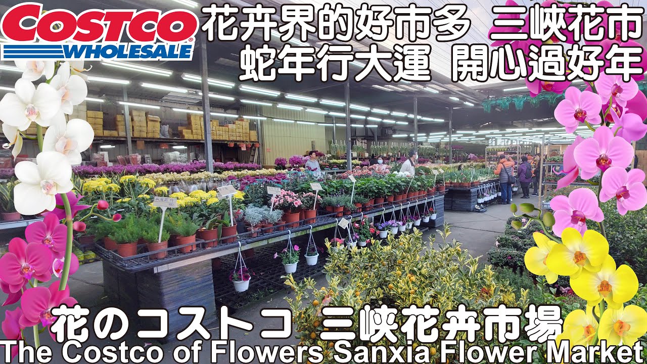 🐍2025 蛇年行大運 開心過好年 來逛大台北最便宜的三峽花市  🐍
