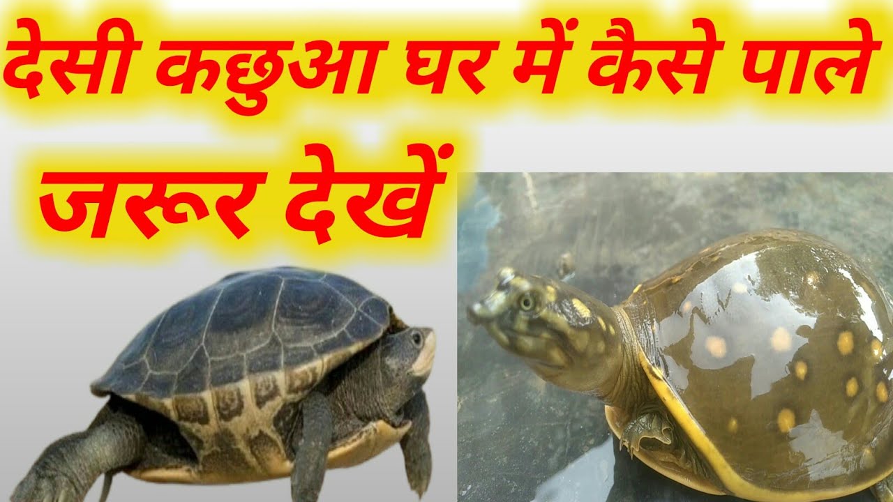kachua ghar me kaise pale ?desi kachua || tortoises