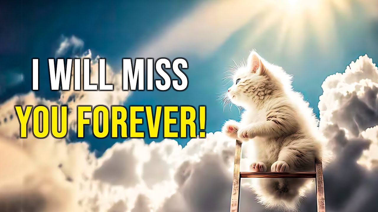 A Farewell that Hurts! Prayer for cat death 🙏 Prayer for dead cat