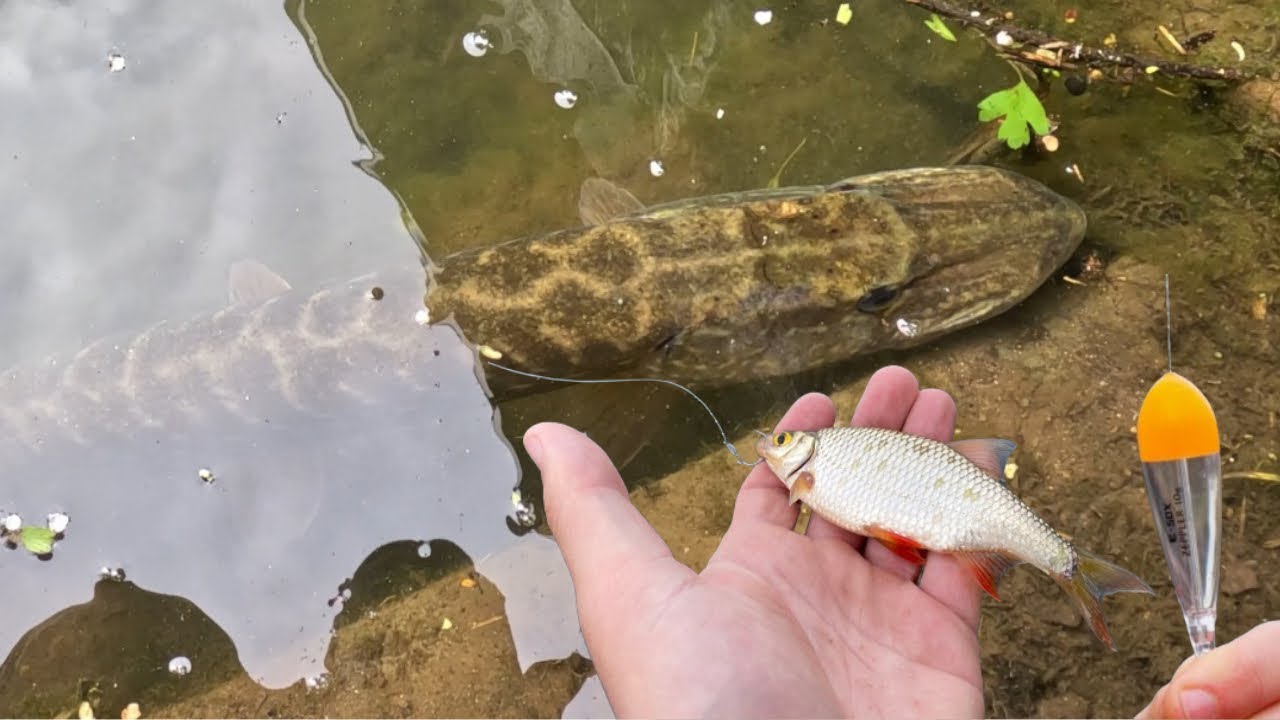 Pêche au Vif au Bouchon - Attaque à Vue Brochet et Sandre !!! 4K