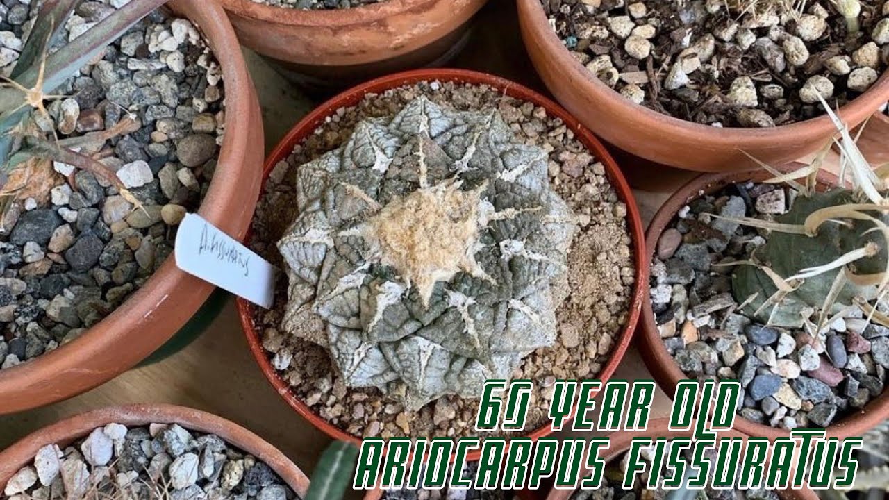 Repotting a 60 year old Ariocarpus Fissuratus