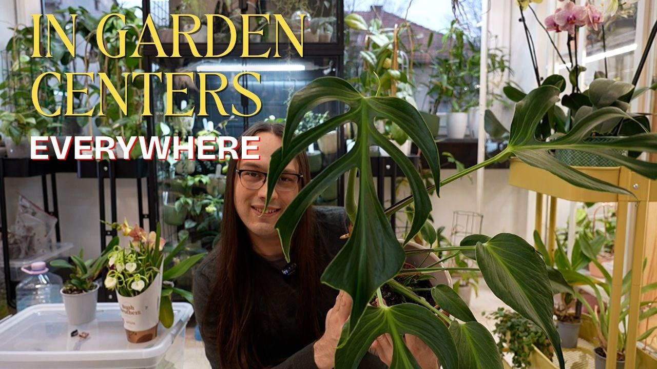 I CAN'T BELIEVE this plant is everywhere now 😱 sick plant haul 🤒