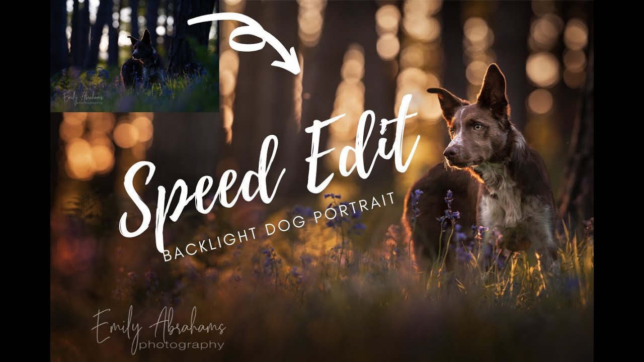 Speed Edit - Backlit Journey dog portrait