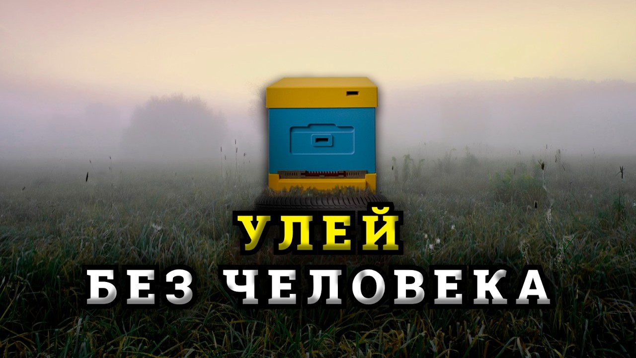 Пасека год без осмотра пчеловода. Результаты моего эксперимента.