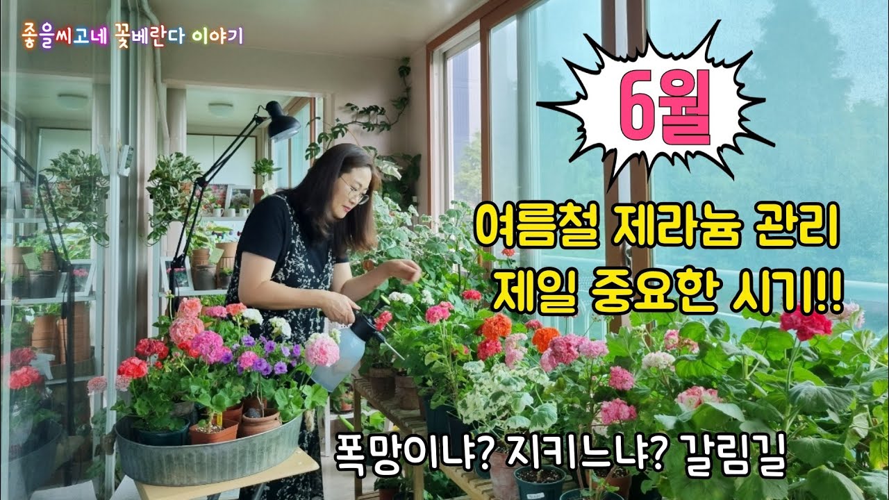 @좋을씨고 #Pelargonium #6월제라늄집중관리!  7.8월 오기전에 지금 점검해 보세요.