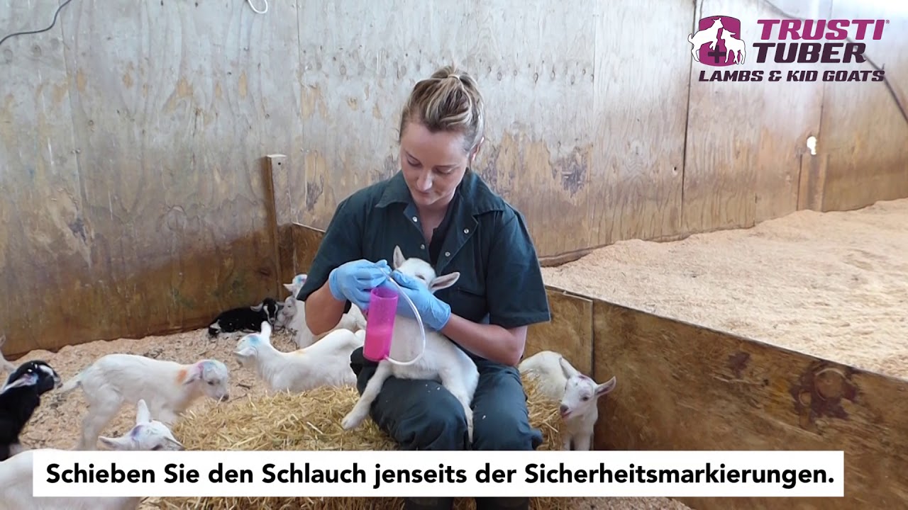Sonden F&uuml;tterung von L&auml;mmern und Zicklein mit dem Trusti Tuber