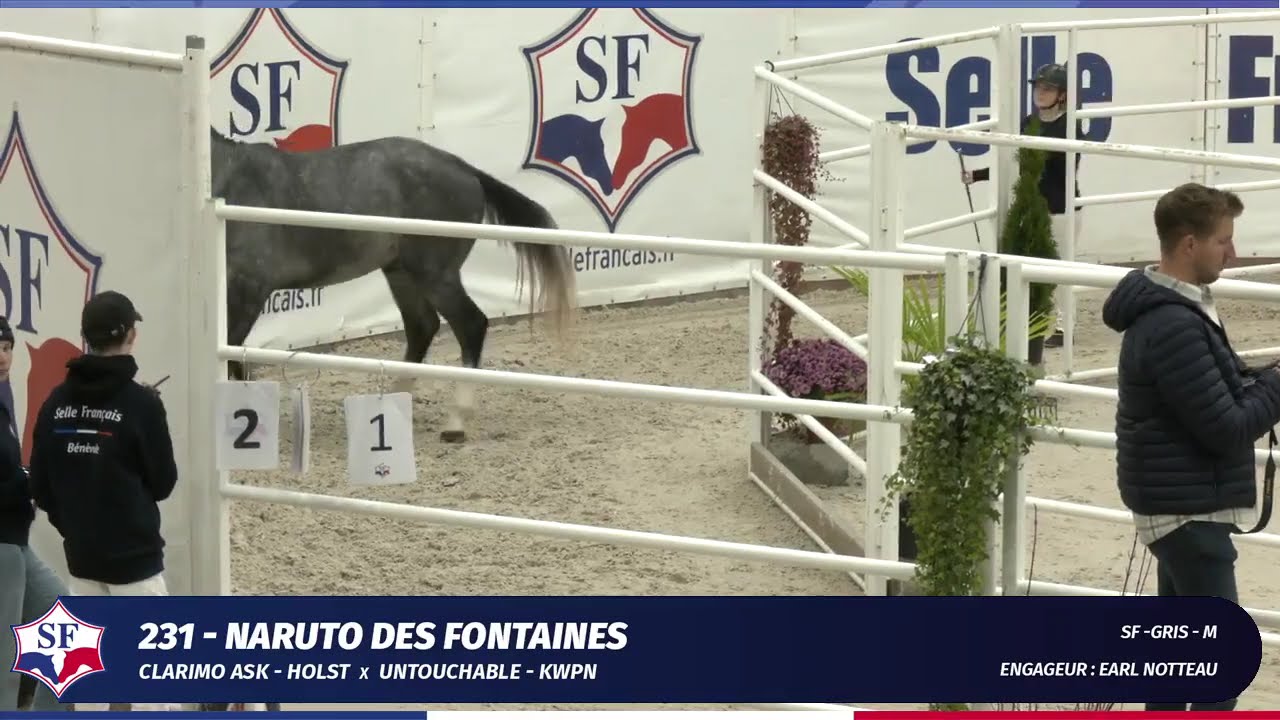 Naruto des Fontaines (Clarimo Ask x Untouchable) - Qualificative étalon 2 ans - Saint-Lô