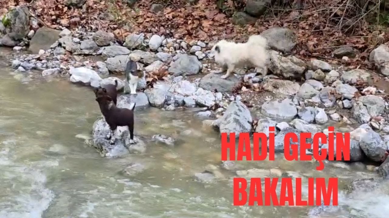 Bir Vadi, Üç Köpek ve Bir Kedi | Kaz Dağları