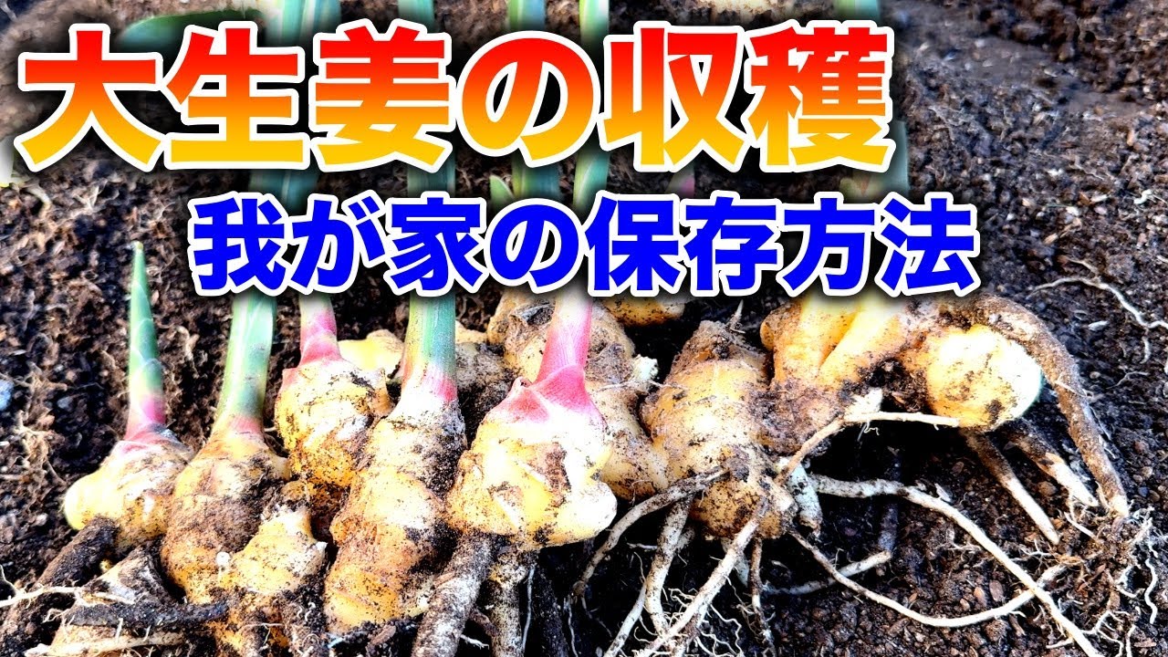 【大生姜】生姜の保存ってどうやってますか？〜サラリーマンでも出来る家庭菜園シリーズ〜