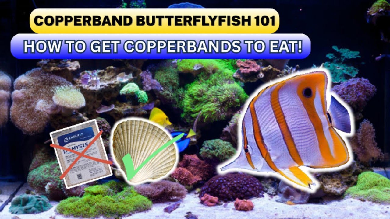Copperband Butterflyfish 101 - How to get Copperbands to eat!
