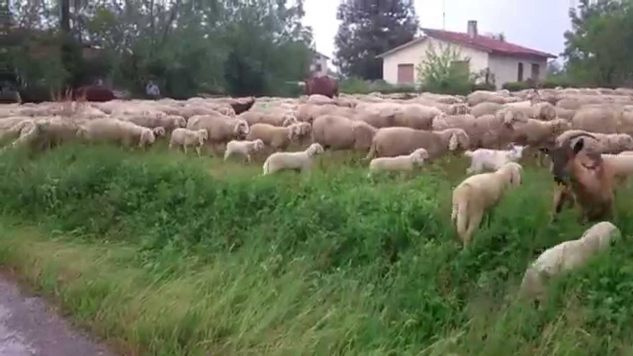 Transumanza gregge pecore a Portogruaro