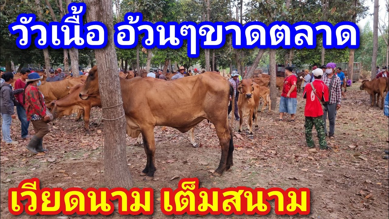 EP.2242 ราคาวัวล่าสุด 2 มี.ค. 2569 #ตลาดนัดโคกระบือ #เดินดูวัวงาม #ราคาวัว | chợ gia súc | livestock