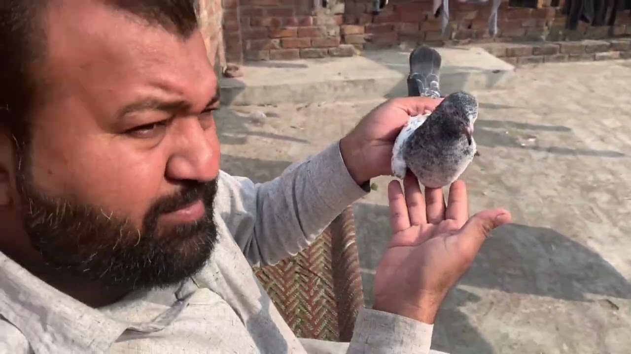 Lakha pattha lakhai patthi //ka shauk Karen// nankana sahib wale subscribe my YouTube channel ￼