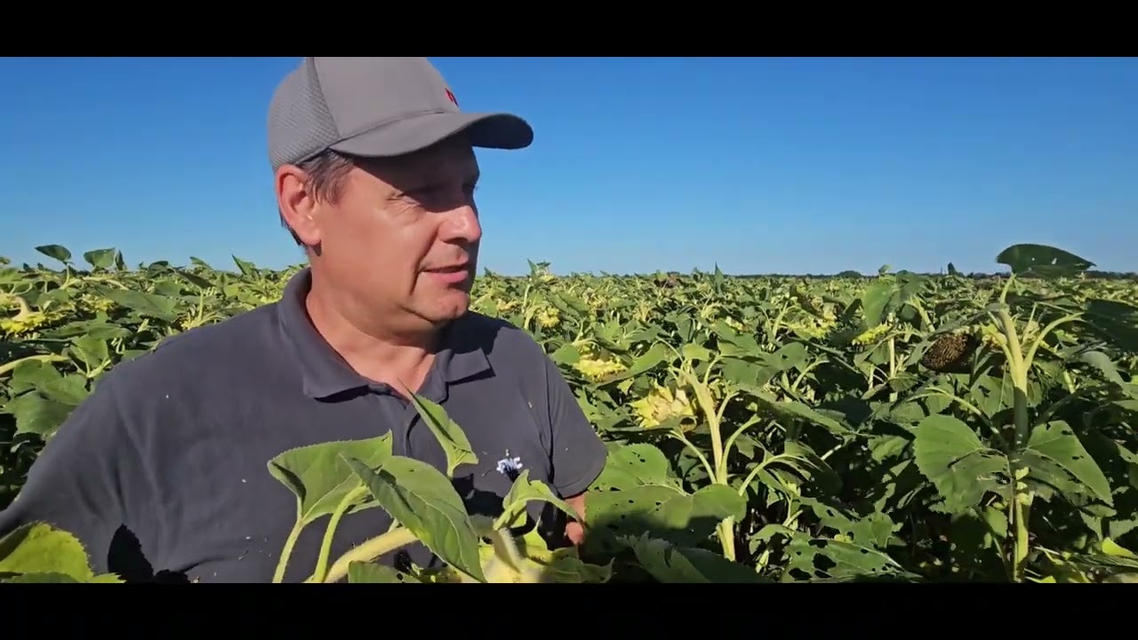 Соняшник Згорить 😱😱😱 , навіщо той фунгіцид🤬 , так ми думали коли робили лише 1 обробку