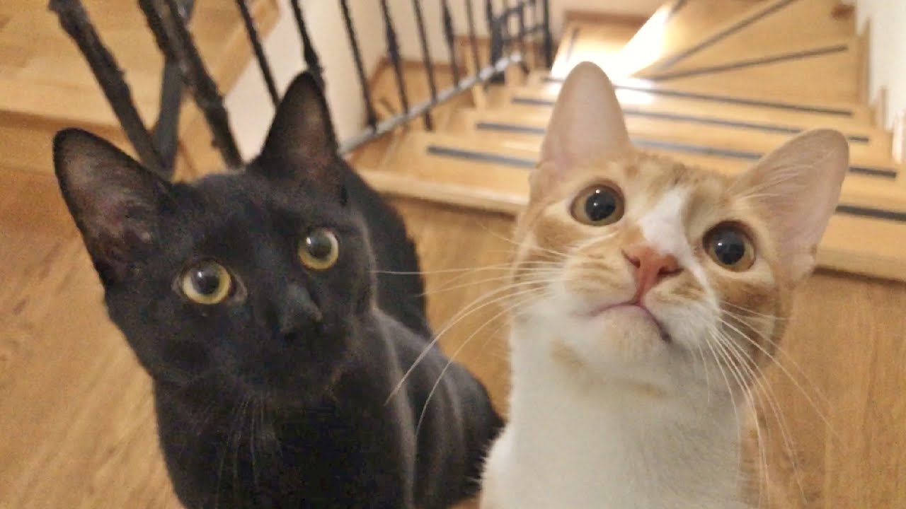 My 2nd Cat Became The Mentor Of My 3rd Cat !!