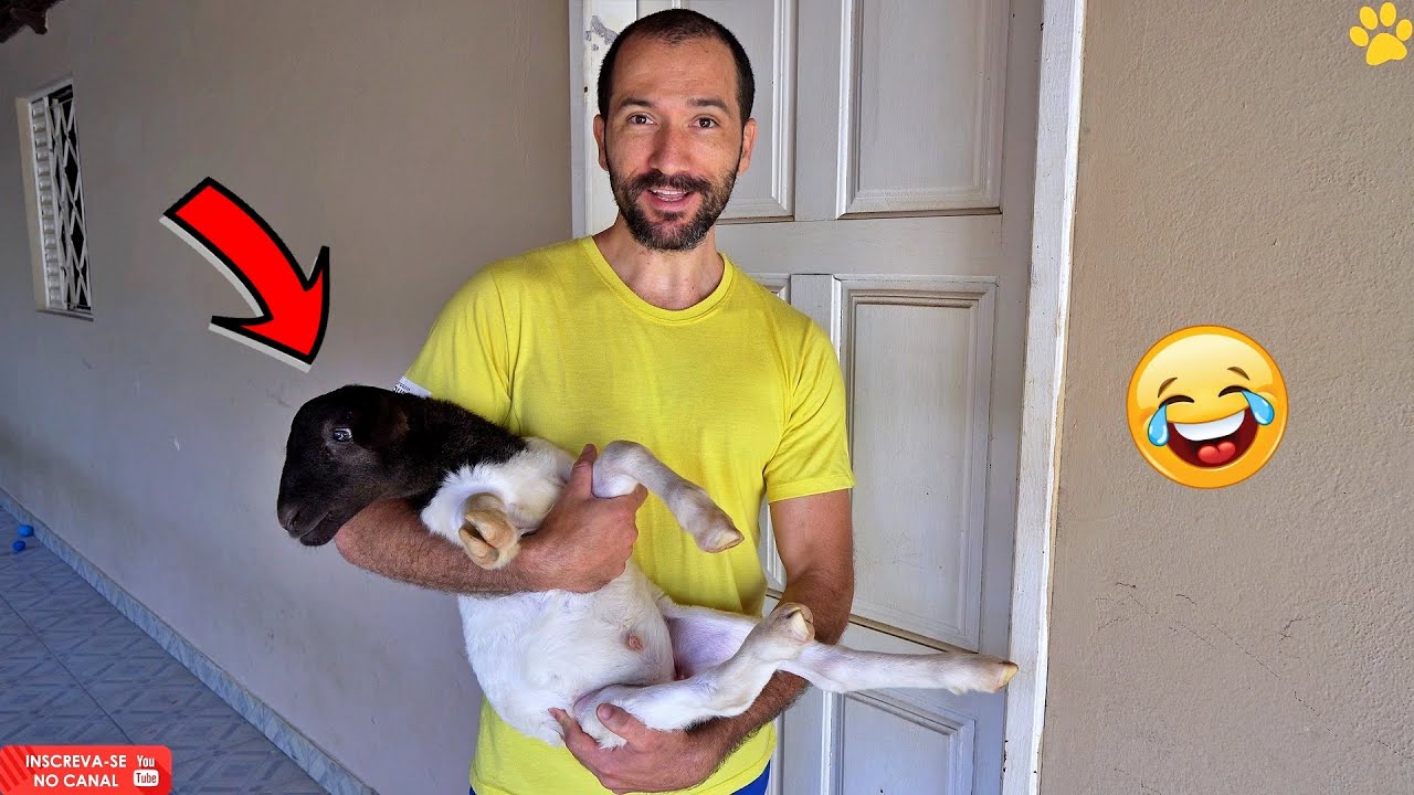 Levei um cordeiro pra casa - Olha a reação dos cães