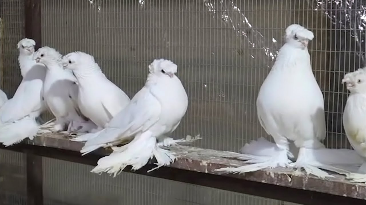 Зимний полёт двухчубых голубей