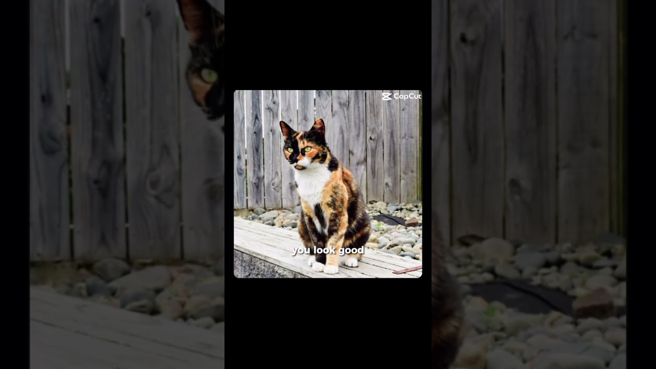 I&rsquo;m actually a maine coon calico cat&hellip;😅(theres not that much difference&hellip;) #cat #therian #fypシ🐾🩷✨