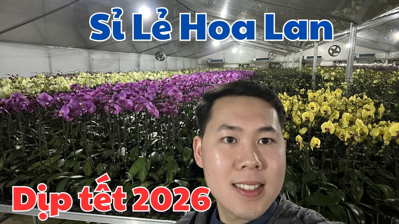 Sỉ lẻ lan hồ điệp tết 2026 giá rẻ tại vườn