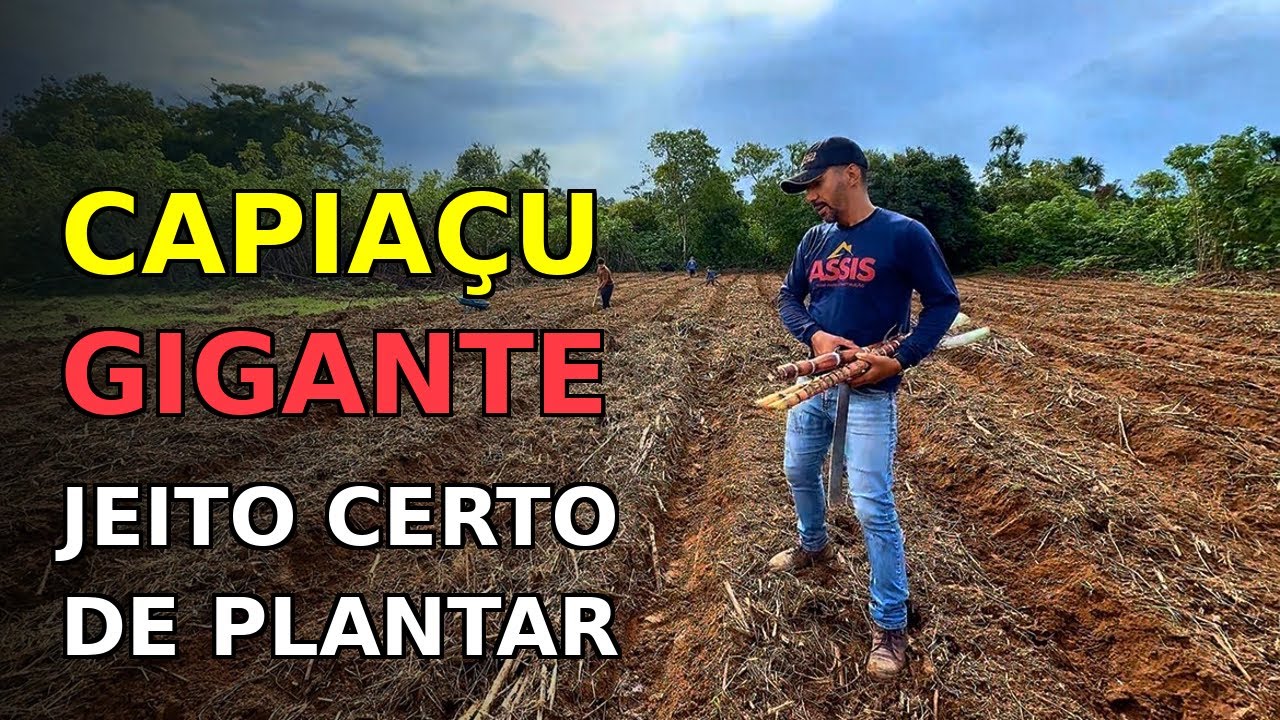 CAPIAÇU GIGANTE: O SEGREDO QUE MUITA GENTE NÃO SABE