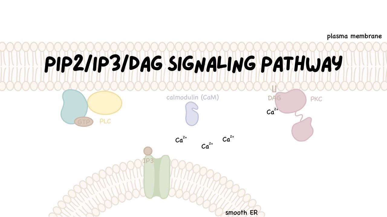 Signal Transduction: PIP2/IP3/DAG Pathway