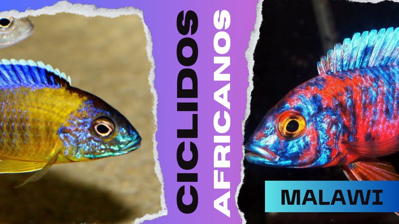 ciclidos africanos lago malawi.