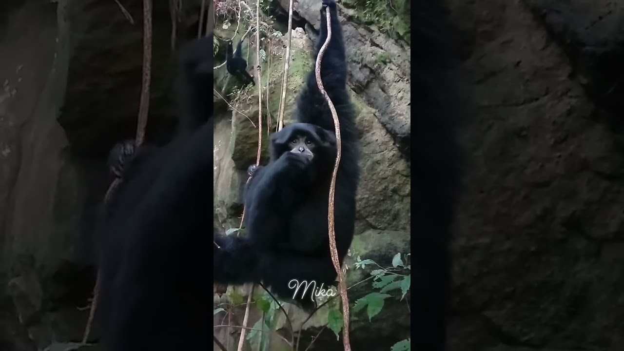 MWMANGGIL SIAMANG