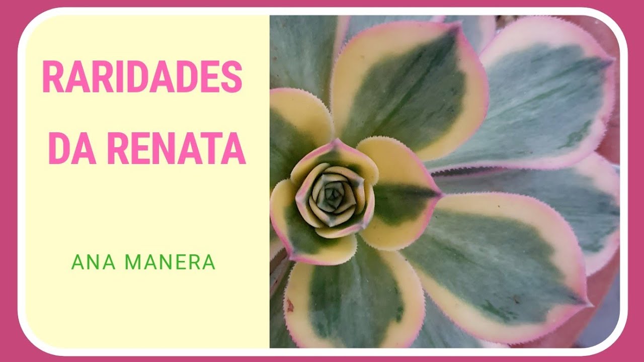 COLEÇÃO DE SUCULENTAS RARAS DA AMIGA RENATA - COM IDENTIFICAÇÃO