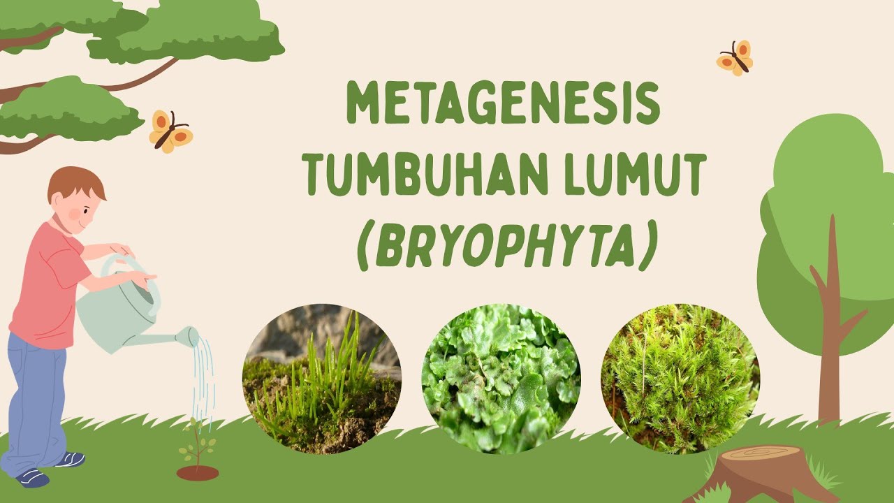 Metagenesis Tumbuhan Lumut (Bryophyta) IPA Kelas 9 (Bio Sains)