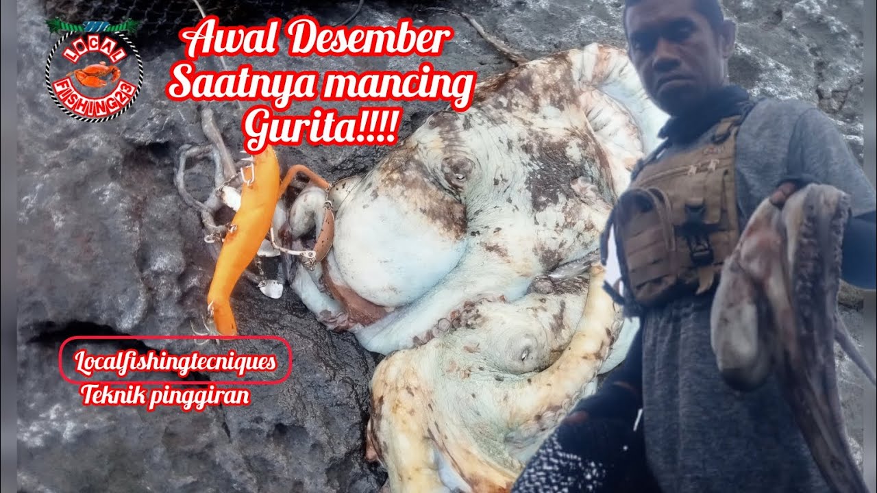 AWAL DESEMBER SAATNYA MANCING GURITA!!!#fishing#mancingmania 