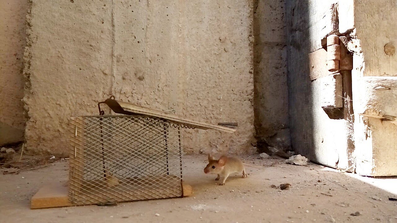 كيف تصنع مصيدة جرذان وفئران | How to make a trap for rodents and mice