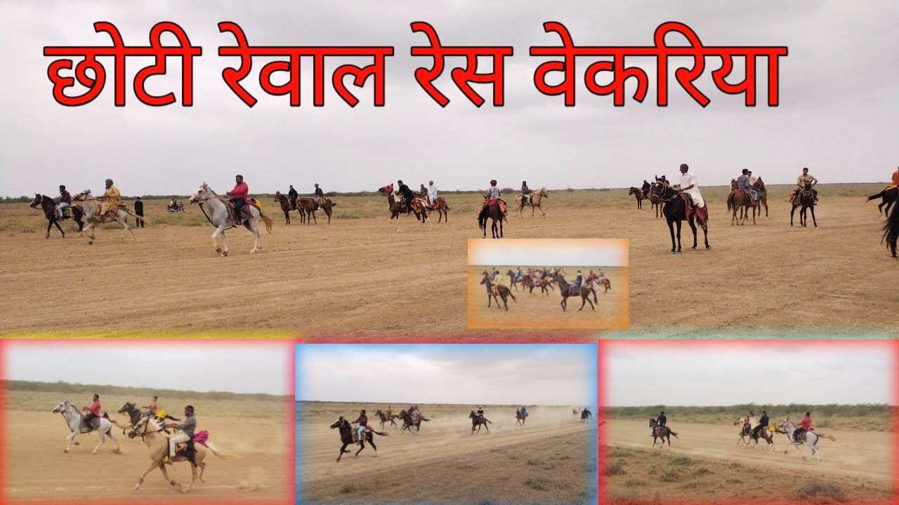 छोटी रेवाल रेस वेकरिया कच्छ की  नमर 1 ||CHOTI REWAL RES VEKARIYA @horseofkutchgujarat9416