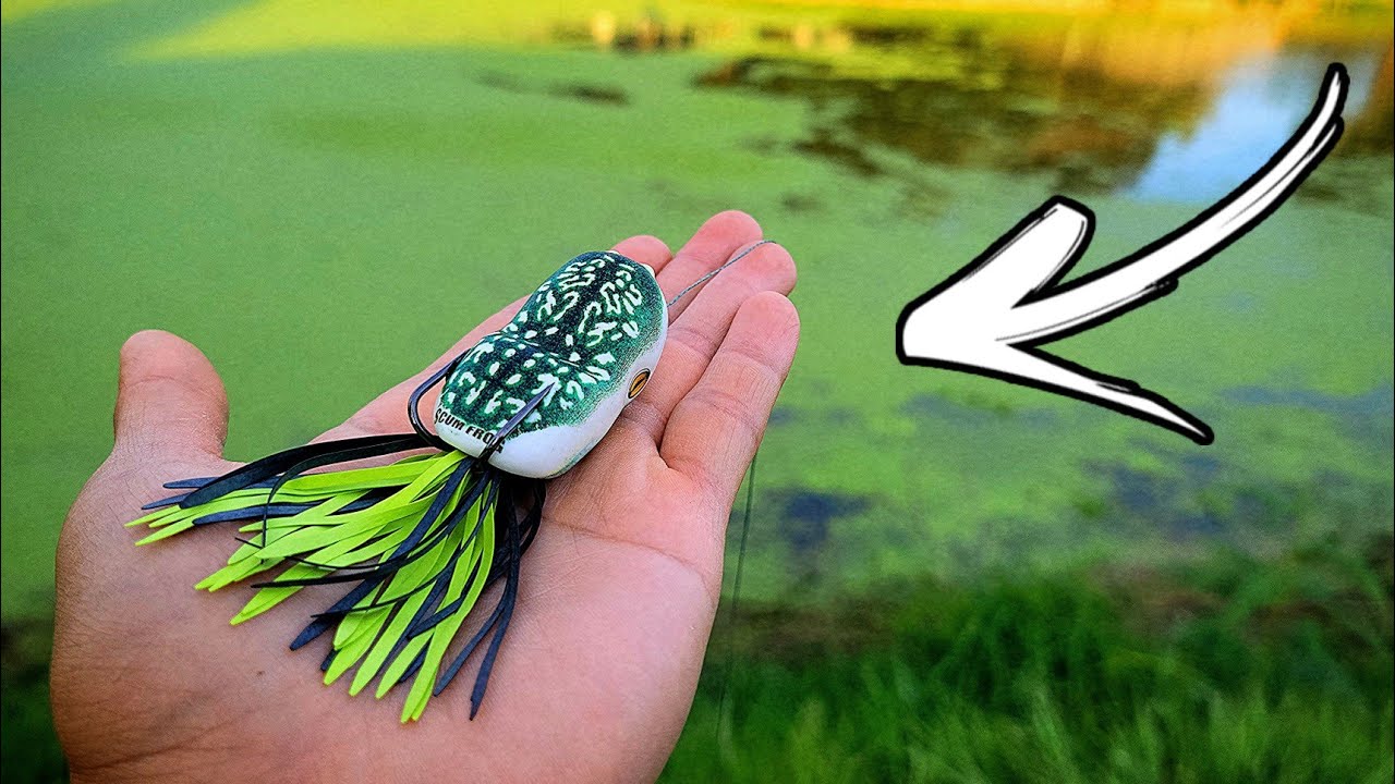 My Thoughts and Review on the Scum Frog Popper! | Topwater Frog Fishing